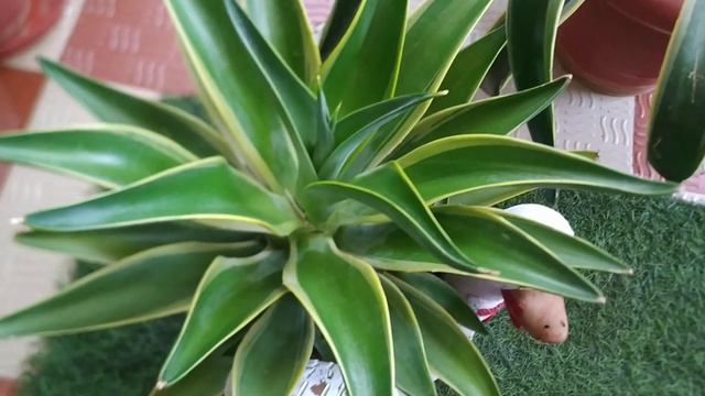 complete care of agave Americana/रामबांस/century plant/American aloe ☘️ beautiful xerophyte смотреть онлайн