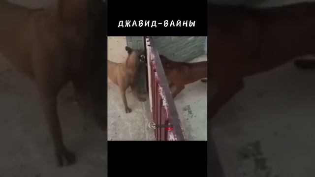 Озвучка в мире животных смотреть онлайн