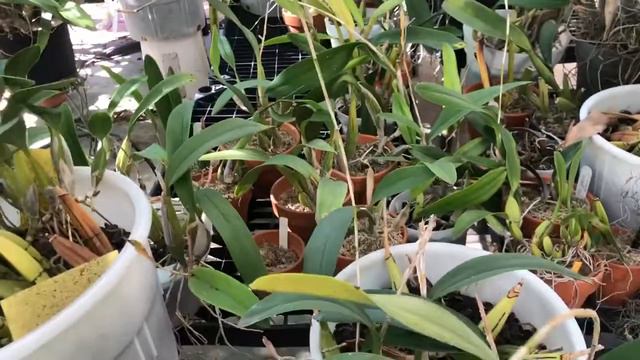 Cali Orchid - laelia anceps ‘marble queen’ смотреть онлайн