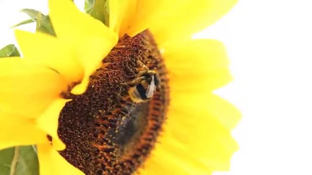 Как шмель опыляет подсолнух