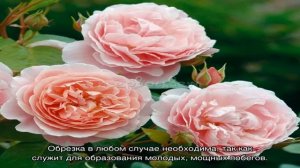 Английские розы — посадка и уход