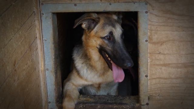 Возьмите собаку из приюта! смотреть онлайн