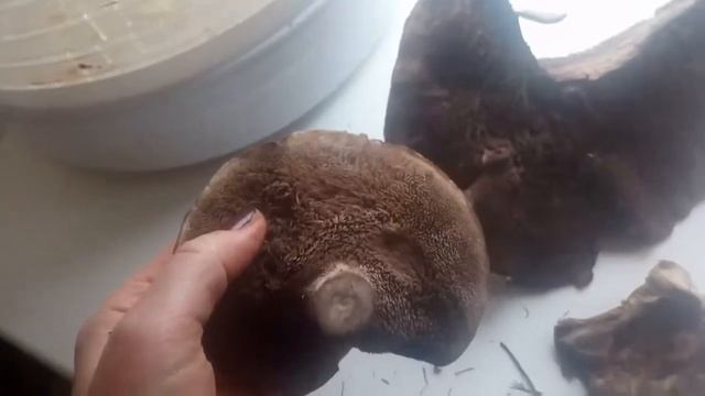 Странный большой коричневый гриб смотреть онлайн