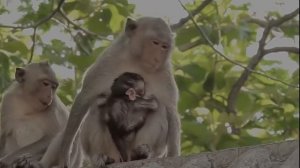 Милые Животные Рожают | Подборка