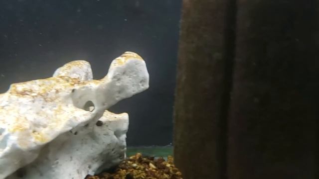 How MANY FISH Can You Put In Your Aquarium? смотреть онлайн