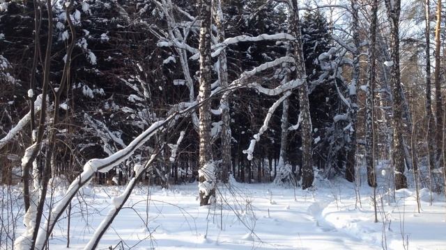 В лесу зимой.Красивая зимняя природа. In the forest in winter. Beautiful winter nature. смотреть онлайн