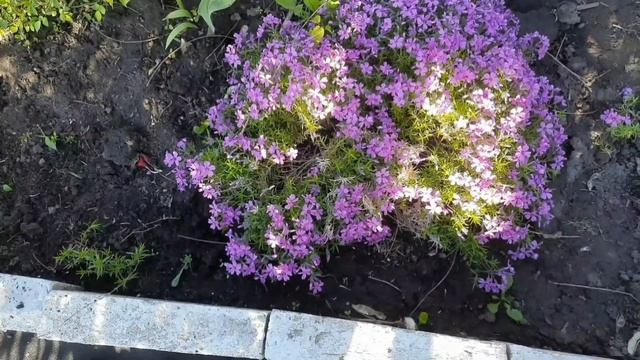 ЗНАКОМСТВО С ЛЮБИМЦАМИ МОЕГО САДА. Я ДУМАЮ У ВСЕХ САДОВОДОВ ЕСТЬ СВОИ ЛЮБИМЧИКИ СРЕДИ РАСТЕНИЙ. смотреть онлайн