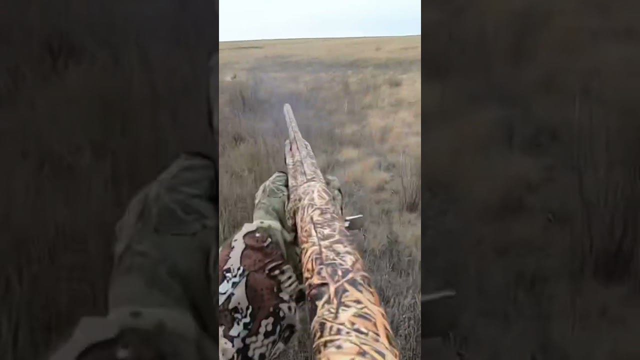 Охота на зайца #shortvideo #охота #охотаназайца #шортс #shorts #short #охотавидео #maxhunter смотреть онлайн