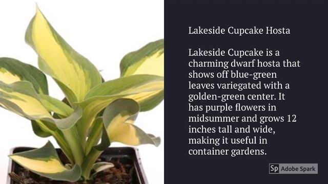 Hosta Varieties A to Z смотреть онлайн