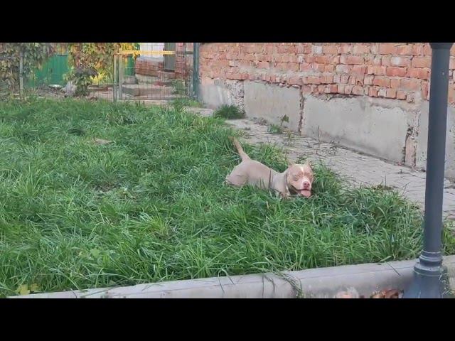 щенки американского булли подрощенные, тел. 89272772437 смотреть онлайн