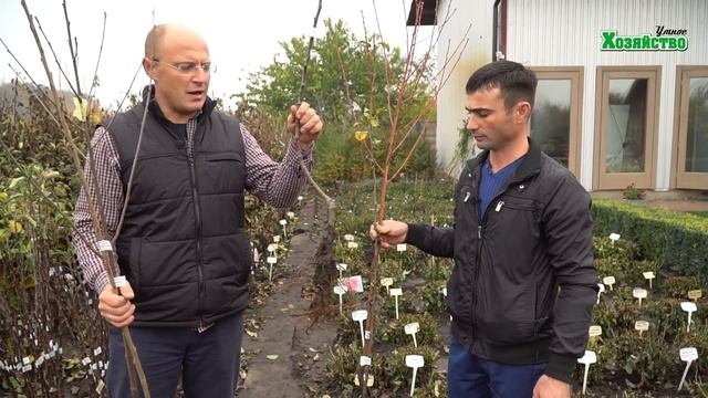 Удачный саженец плодового дерева (яблоня, груша) Секрет успеха! смотреть онлайн