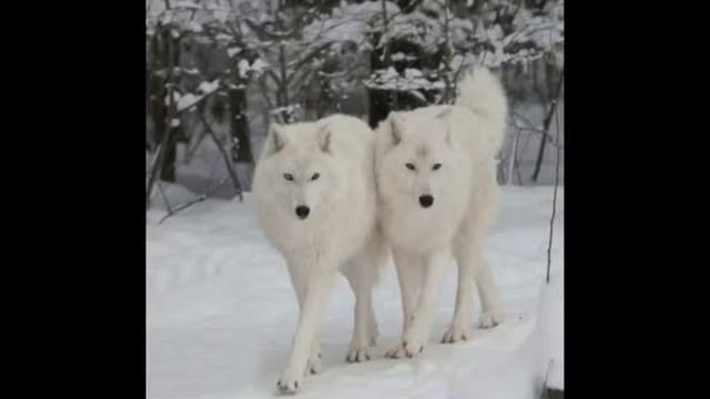 видео про волков смотреть онлайн
