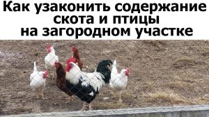 Можно узаконить содержание сельскохозяйственных животных на загородном участке. Земельный юрист.