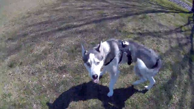 Blu the Husky testing the Gitup Git2 pro with dog mount harness смотреть онлайн