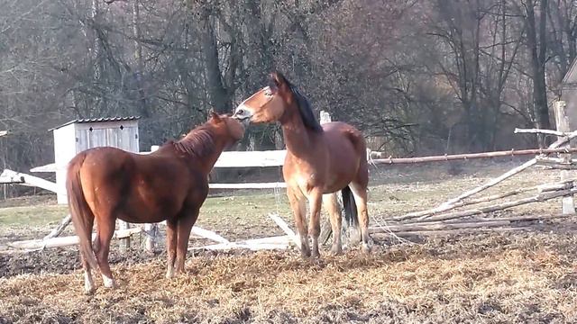 "Целующиеся" кони смотреть онлайн