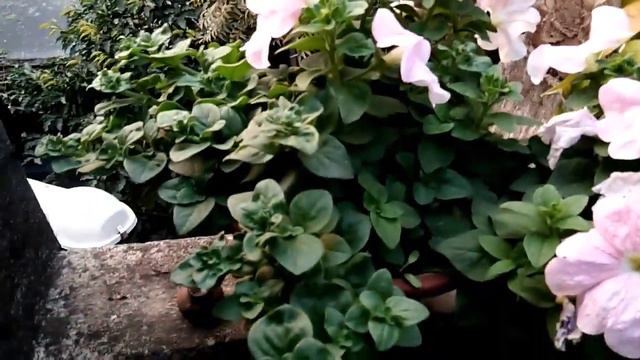 How to grow and care petunia / Winter season flower / petunia plant смотреть онлайн