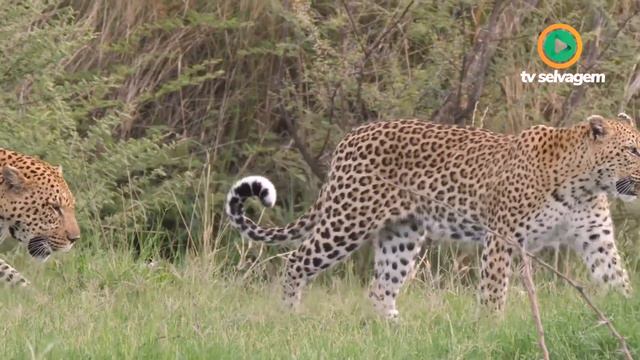 ESSE LEOPARDO NÃO ESPERAVA POR ISSO смотреть онлайн