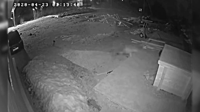 ВОЛК Просто Решил Приколоться Над Немецкой Овчаркой, а та Реально Струсила...? #1 смотреть онлайн