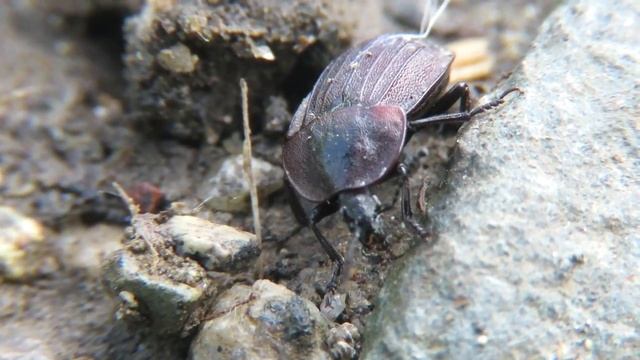 Жук мертвоед трехреберный, European carrion beetle смотреть онлайн
