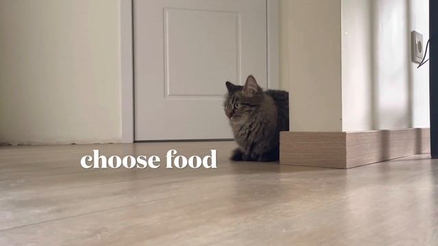 Как играть с хаски и кошкой дома? смотреть онлайн