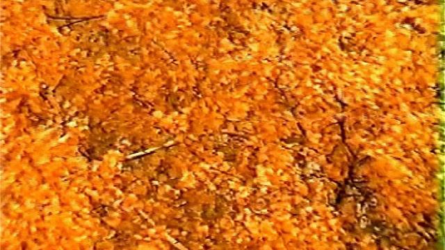 Листопад смотреть онлайн