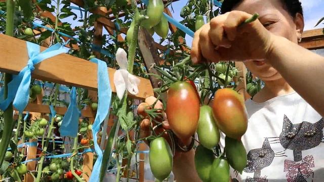 30 июля 2020 г.ОБЗОР СОРТОВЫХ ТОМАТОВ смотреть онлайн