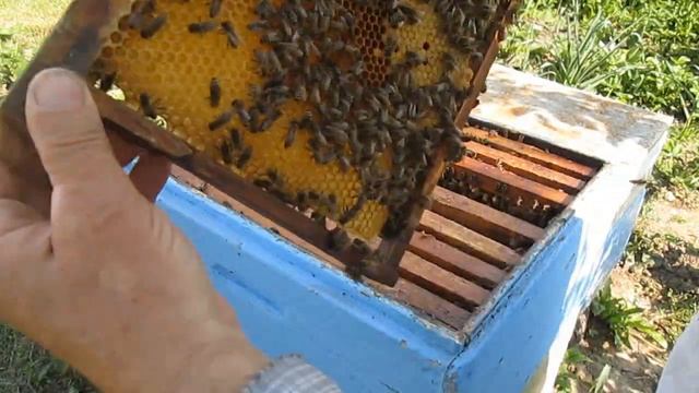 Подсиливание семей печатным расплодом смотреть онлайн