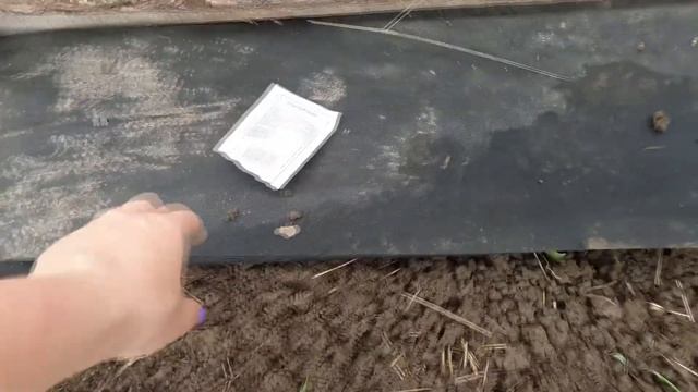 Как вырастить огурцы в открытом грунте на Урале? смотреть онлайн