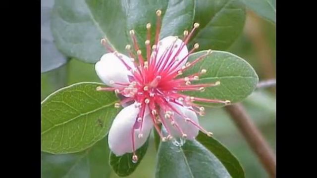 Акка (фейхоа) смотреть онлайн