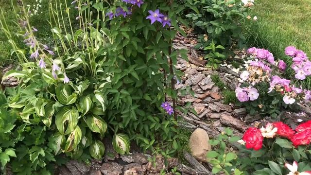 Клематис Джуста ? и его компаньоны‼️ Clematis Justa смотреть онлайн