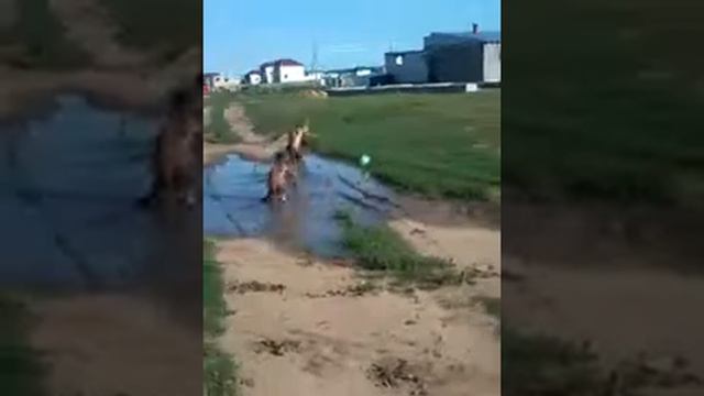 Шварц Негр смотреть онлайн