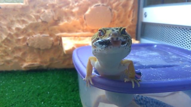 Милый Леопардовый геккон (Эублефар) кушает с пинцета смотреть онлайн