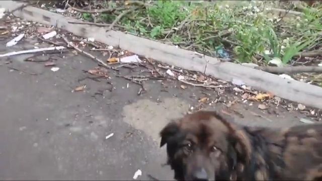 ГОЛОДНЫЕ бездомные КОШКИ в пустых дворах без еды и воды смотреть онлайн