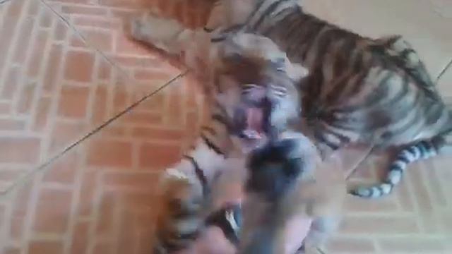 Милый тигренок смотреть онлайн