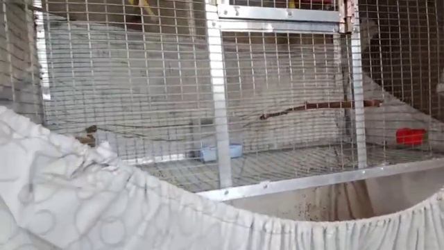 Пересаживаю птенцов в вольер. Канарейки. смотреть онлайн