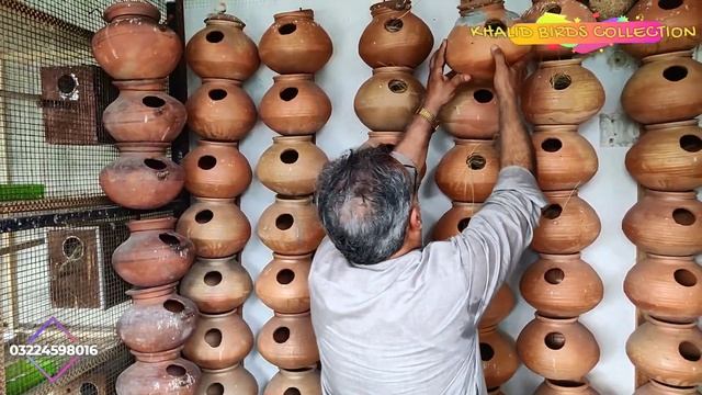 BEST FINCHES BLOODLINE NOW AT MY SETUP | FINCHES BREEDING PROGRESS | JAVA SPARROW AND FINCHES AVAIR смотреть онлайн