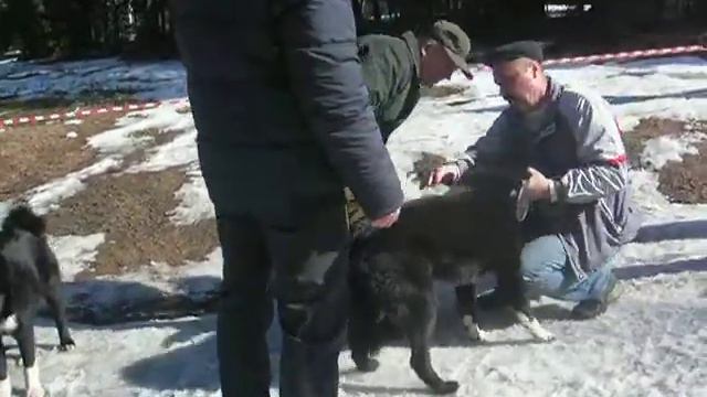 Питер РЕЛ кобели младшие смотреть онлайн