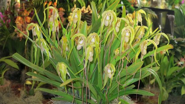Faszination Orchideen смотреть онлайн
