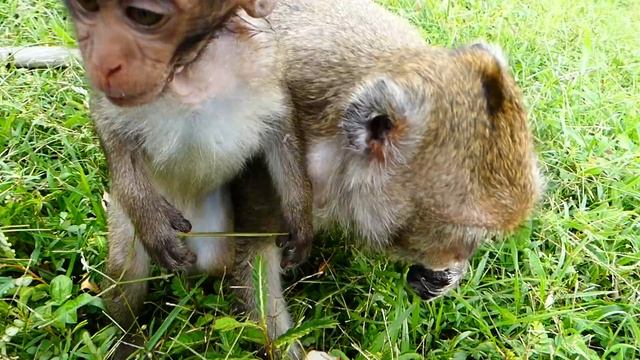 MG! Flit's mom fight & Tear her baby mouth so hurt | Pitiful small baby Flit hungry food смотреть онлайн