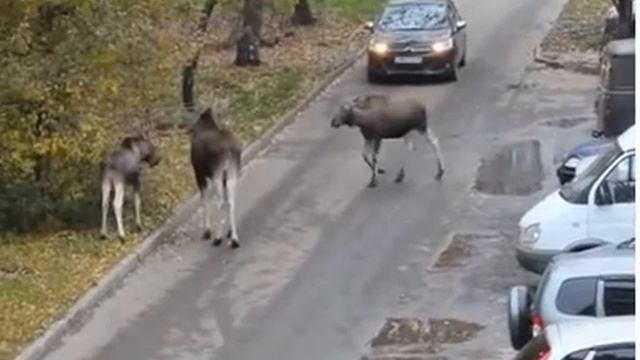 Лосиная семья : городской променаж смотреть онлайн