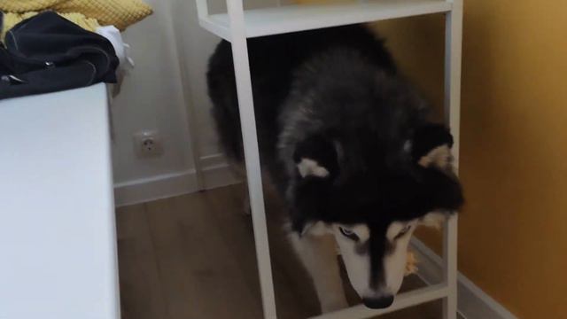 Мыслительный процесс (Хаски Зевс (№ 1)) Thought process (Husky Zeus (#1)) смотреть онлайн
