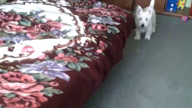 Вест хайленд уайт(вайт) терьер смотреть онлайн