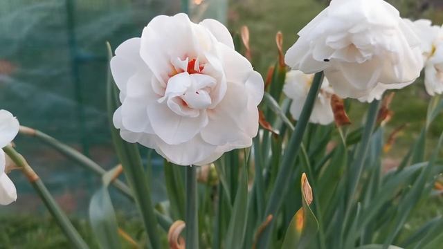 Narcissus Acropolis, a fragrant double daffodil with a complex scent смотреть онлайн