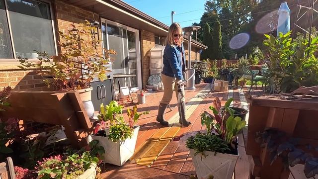 Fall Containers & Planting Allium Karataviense & Apricot Whirl Daffodils ???// Suburban Oasis смотреть онлайн