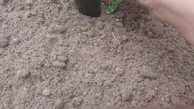 Выращивание клубники из семян! Высаживаю рассаду! смотреть онлайн