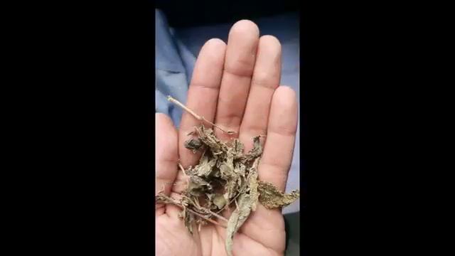 trà dây rừng -Ampelopsis cantonensis 1 смотреть онлайн