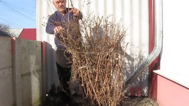 Формируем куст чубушника смотреть онлайн