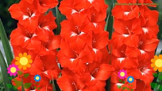 Гладиолус гибридный Традерхорн. Краткий обзор, описание характеристик Traderhorn