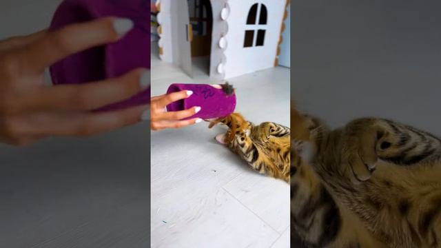 Саванна Кейси обозревает игрушки для кошек 😸