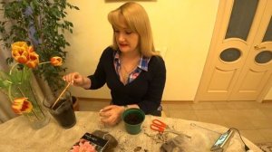 ЛИЛИЯ. ПРОРАЩИВАНИЕ И УХОД